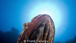 Nassau Grouper posing for a portrait. by Frank Delargy 